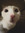 Yayo The Cat