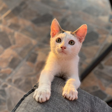 Mimi