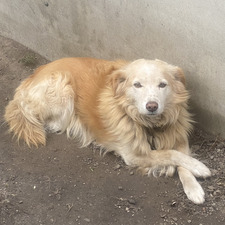 денчик слазієт