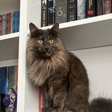 Maddie’s Book Corner
