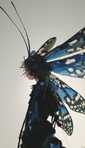 glichmoth.ns