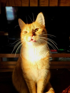 Tai