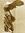 lunakatli