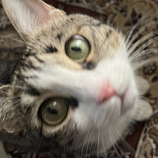 Parnian.,.,.,.,,