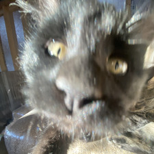 elleipop