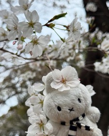 ⚘ Alina the potatoe (prob sleeping in rn) ⚘