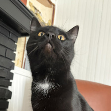 francesca