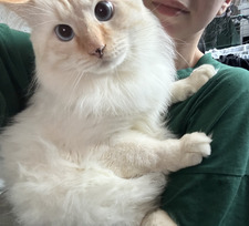 Агабекова А.Р