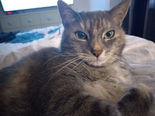 Kellie Mastrogiovanni