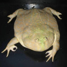 e pluribus frogstone