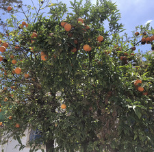 Sunset ʕ•ᴥ•ʔ