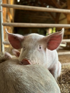 Little Snout Micro Sanctuary 
