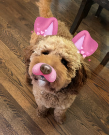 ✩ ༻ Amelia ༺ ✩