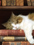 bookworm
