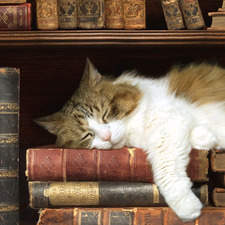 bookworm