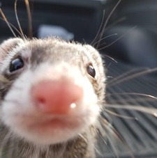 Saylor ⋆౨ৎ˚⟡˖ ࣪