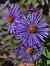 Aster