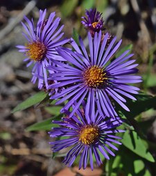 Aster