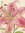 strawbemily110