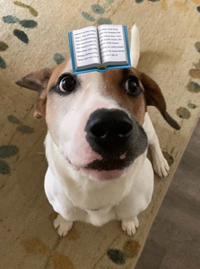 Dog Spaghetti 