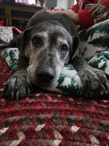 Sara
