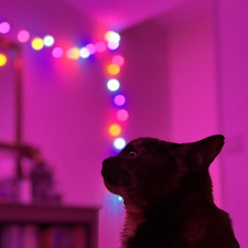 Maggie