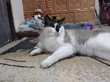 Teodora