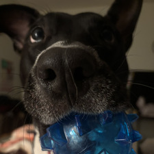 vampire ੈ✩‧₊˚