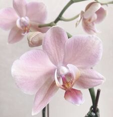 Ahda ˖⁠꒰⁠ᵕ⁠༚⁠ᵕ⁠⑅⁠꒱