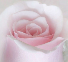 Mahrin ⋆｡༄⋆˚⊹