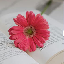 本が好きなアラフィフ