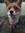 Foxx