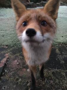 Foxx