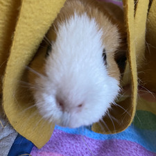 Lucy P