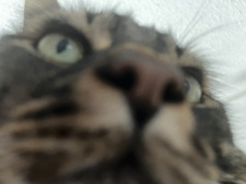 Obnoxious Opera Ghost