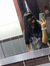 Aarya