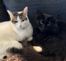 Laura Marshall-Lambert