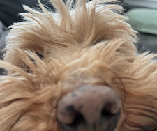 Stephanie Kirkpatrick