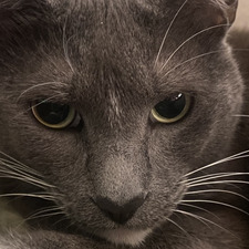 Rosie
