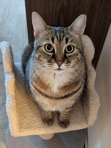 Davide Franceschelli