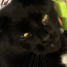 clover the cat
