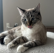 Aisha