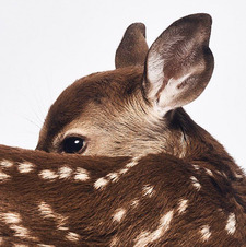 Eiffel, like the tower