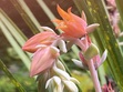 Disa