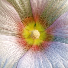 ౨ৎ lui ༉‧₊˚