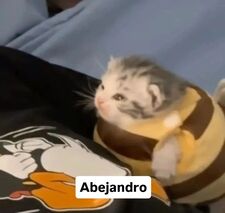 Alejandro Hernández