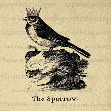 Sparrow