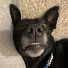 Annky