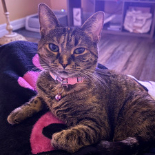 calista