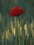 Poppy